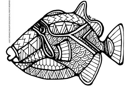 Earrings ADVANCEWILDLIFE Ma Kai Hawaiian Marine Wildlife Educational Coloring Book