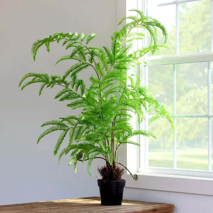 Park Hill Collection Necklaces Park Hill Collection Tree Fern In Growers Pot Park Hill Collection Necklaces Park Hill Collection Tree Fern In Growers Pot
