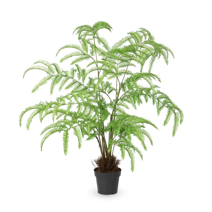 Park Hill Collection Necklaces Park Hill Collection Tree Fern In Growers Pot Park Hill Collection Necklaces Park Hill Collection Tree Fern In Growers Pot